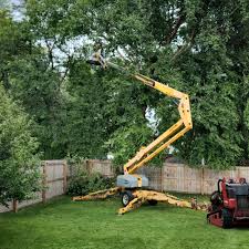 Best Tree Removal  in Crescent City, CA