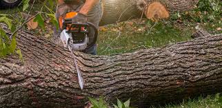 Best Tree Preservation Services  in Crescent City, CA
