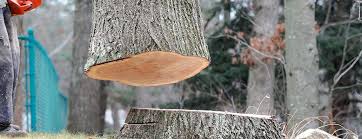 Best Hazardous Tree Removal  in Crescent City, CA