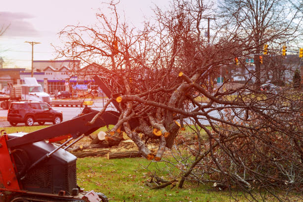 Best Tree and Shrub Care  in Crescent City, CA