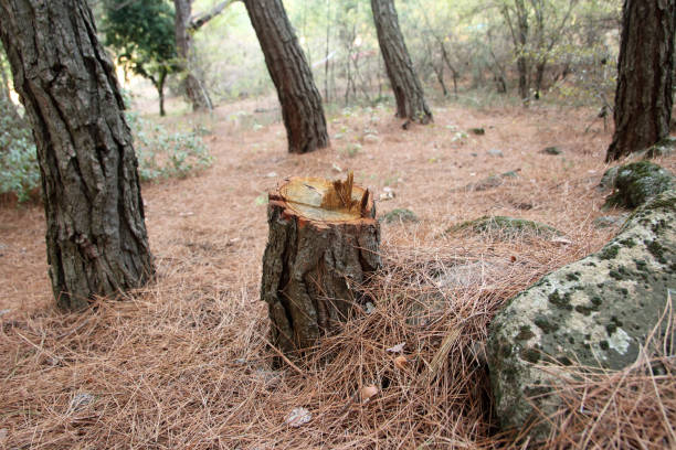 Best Tree Disease Treatment  in Crescent City, CA