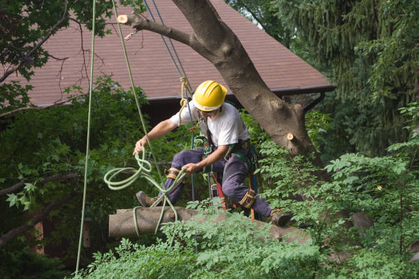 Trusted Crescent City, CA Tree Care Experts