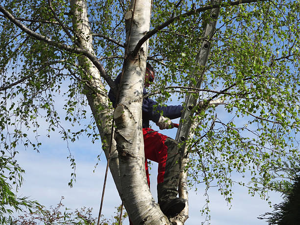 How Our Tree Care Process Works  in  Crescent City, CA