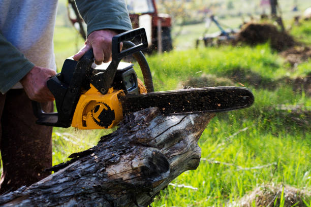 Best Lawn Irrigation Installation and Maintenance  in Crescent City, CA