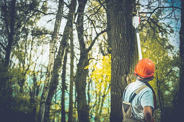 Best Tree Trimming and Pruning  in Crescent City, CA