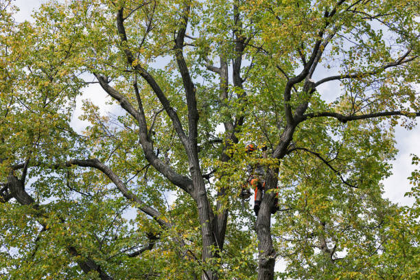 Best Tree Risk Assessment  in Crescent City, CA